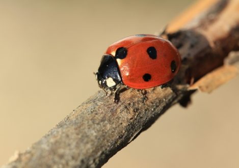 Ladybird Computer Wallpapers