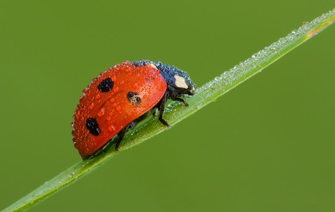 Ladybird Laptop Wallpapers