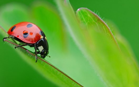 Ladybird Photos