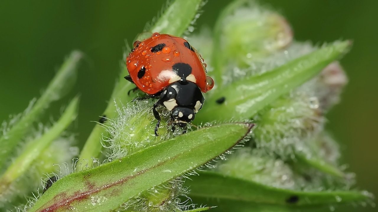 Ladybird Pics