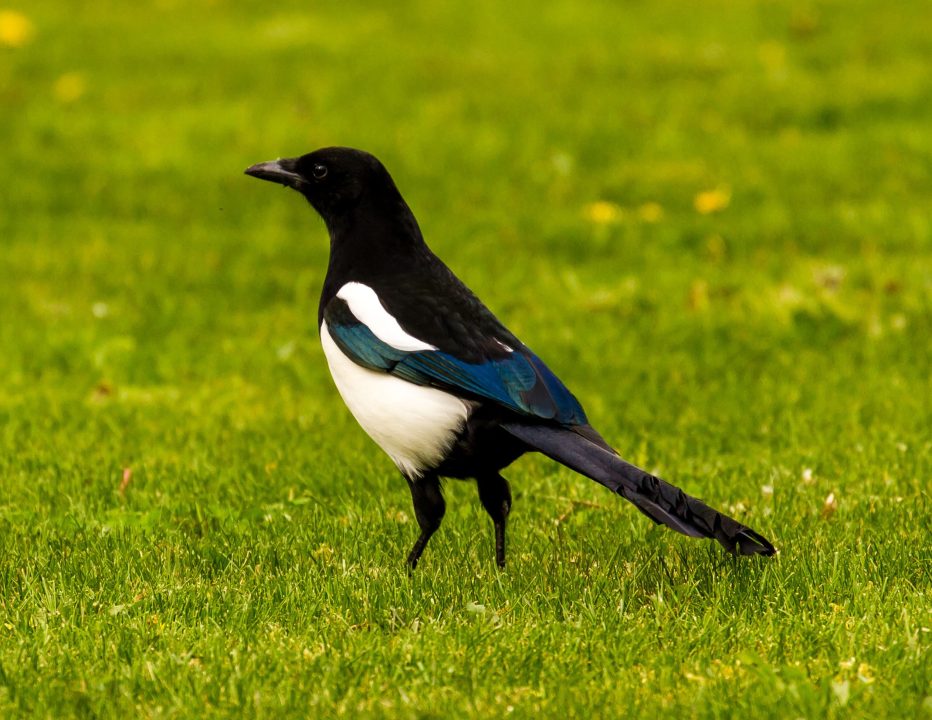 Magpie 3