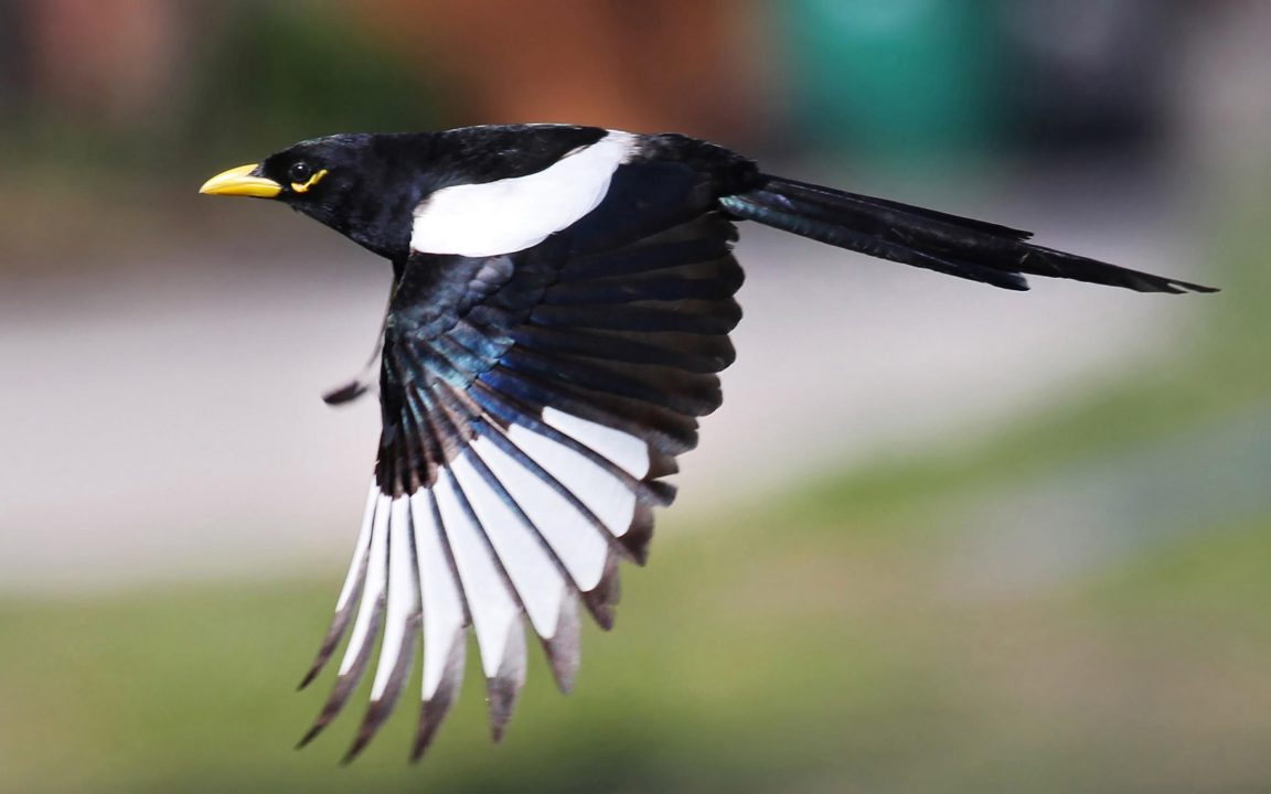 Magpie Background