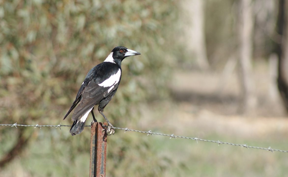 Magpie Desktop