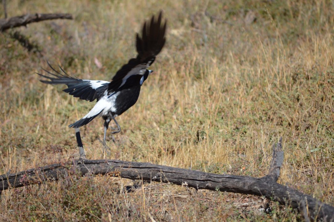 Magpie Laptop Wallpapers