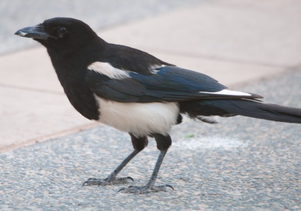 Magpie Photos