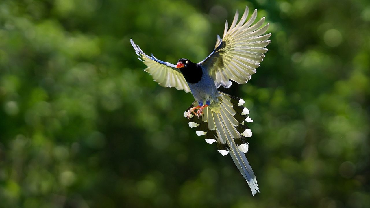 Magpie Pics