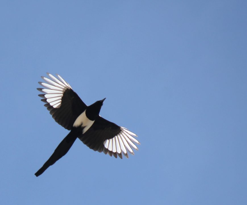 Magpie Pictures