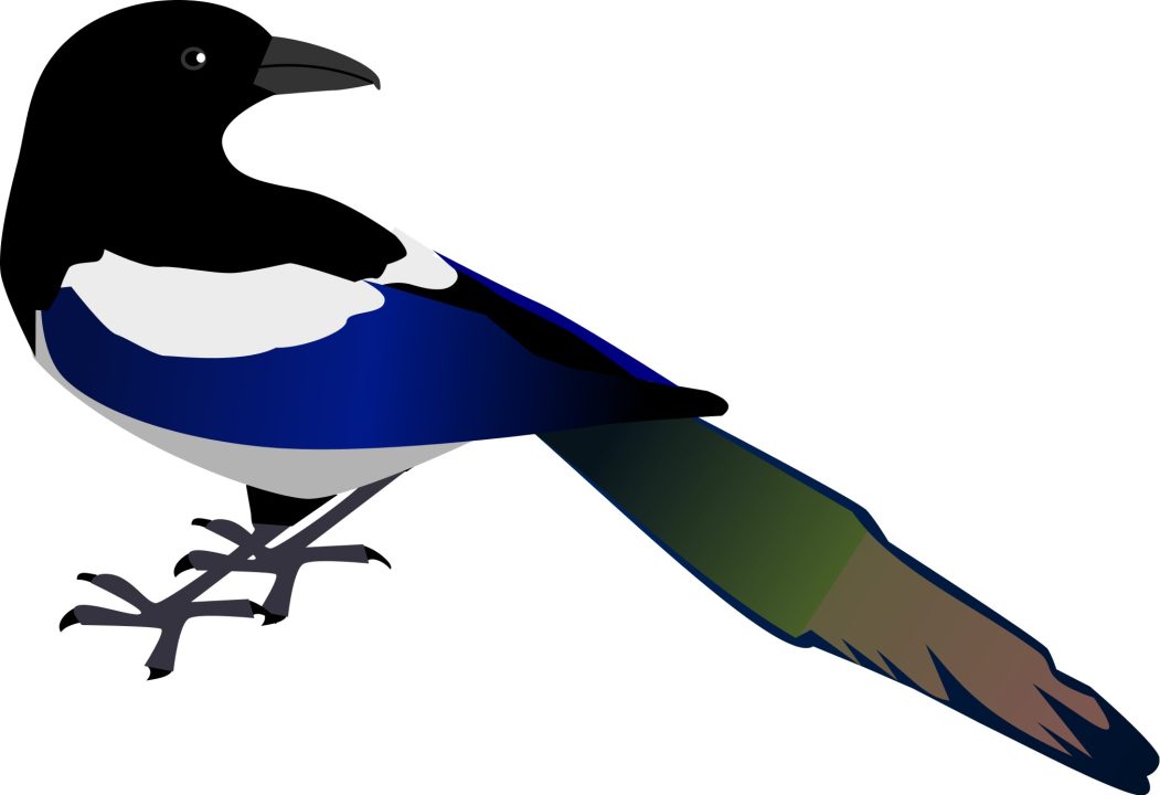 Magpie images