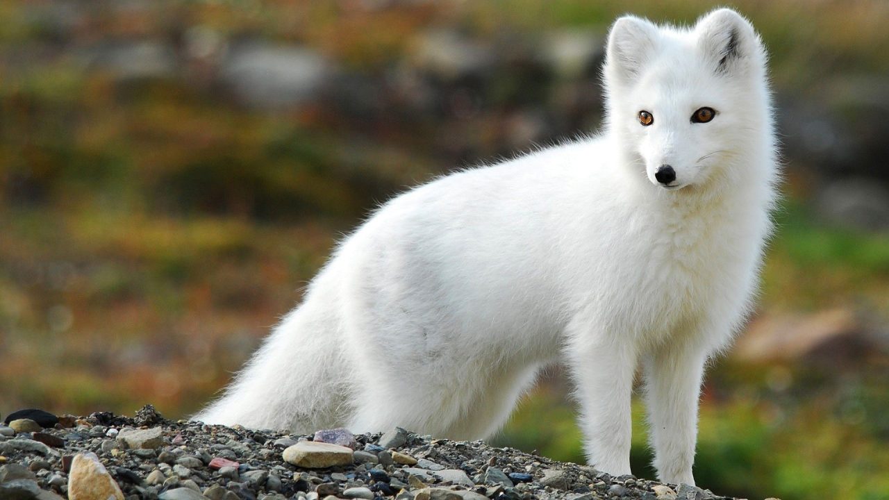 Pictures of Arctic Fox