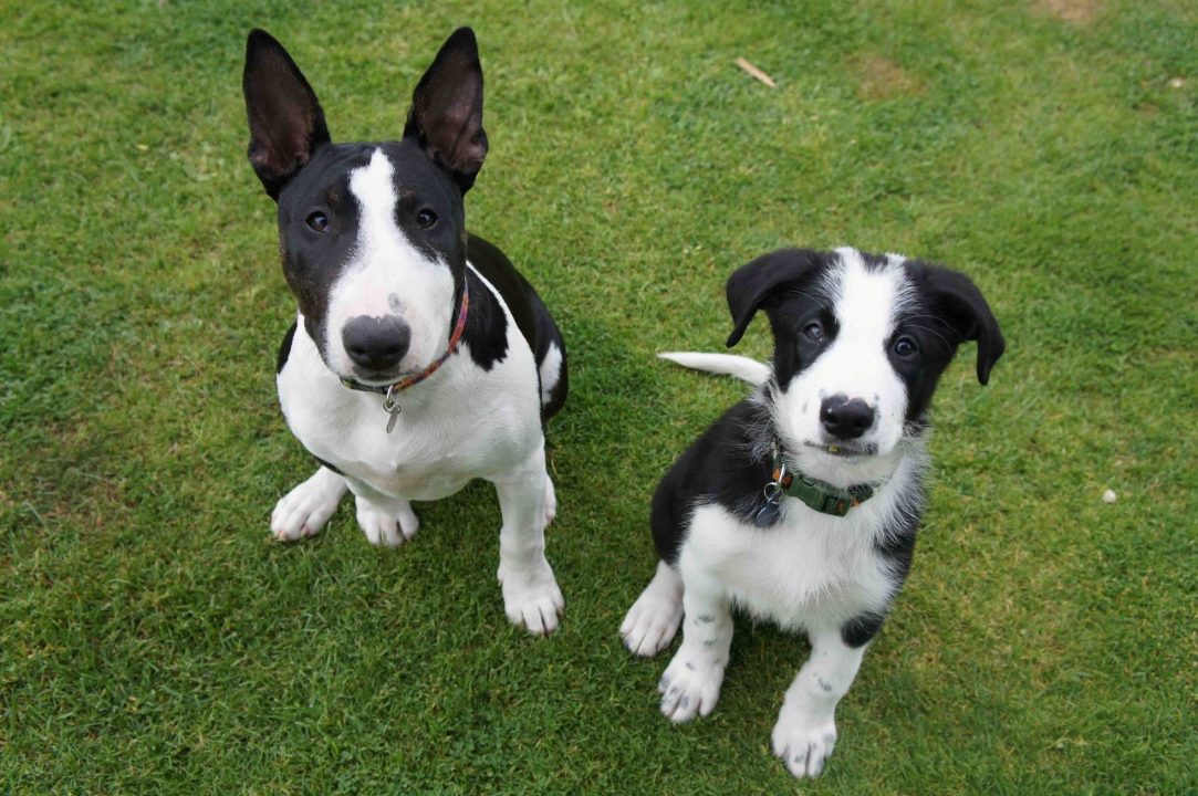 Pictures of Bull Terrier