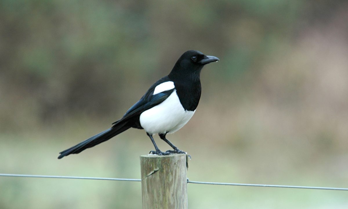 Pictures of Magpie