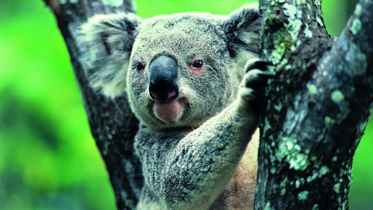Pictures of Koala