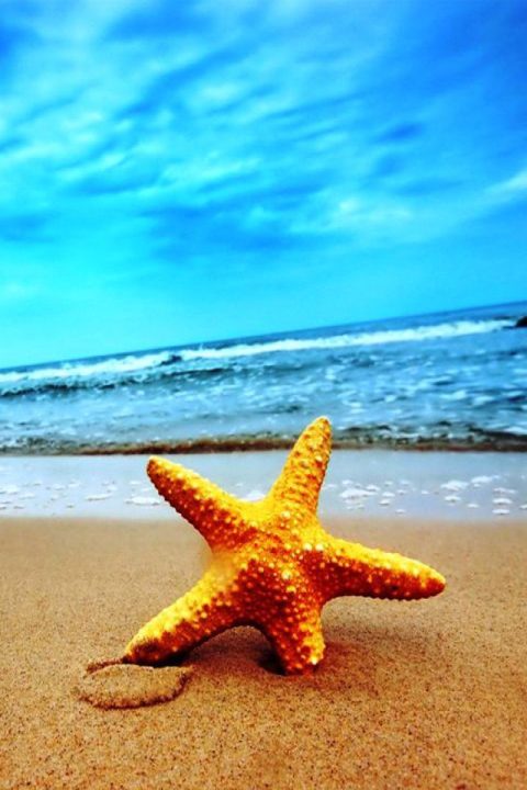 Starfish 4