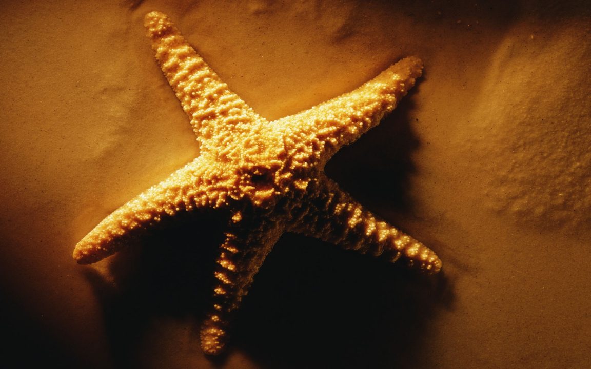 Starfish 5