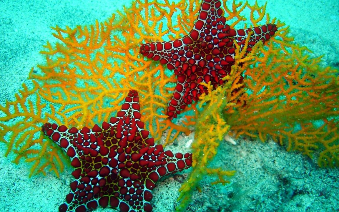 Starfish 8
