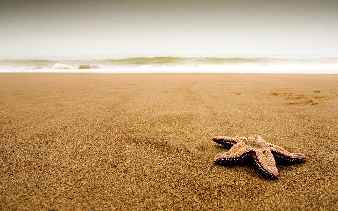 Starfish Background images