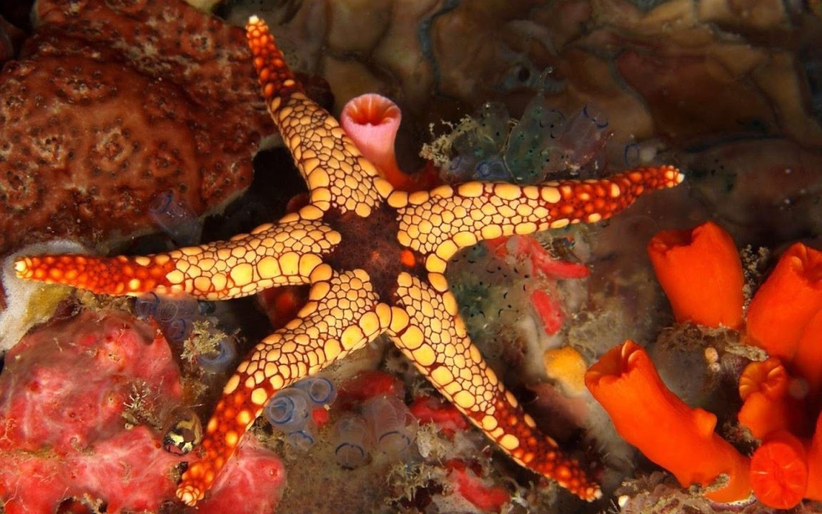 Starfish Computer Wallpapers