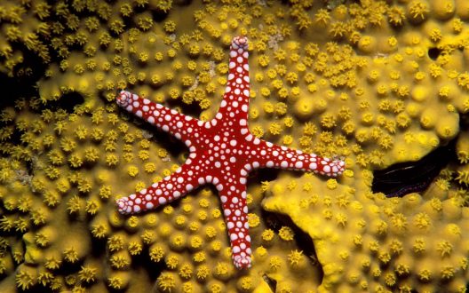 Starfish Laptop Wallpapers