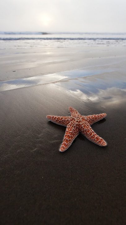 Starfish Phone Wallpapers