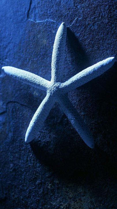 Starfish Photo Gallery