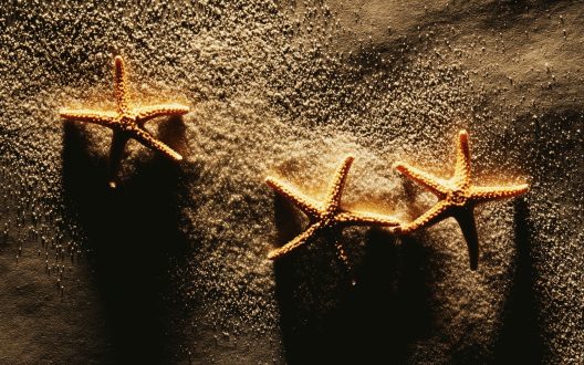 Starfish Photos