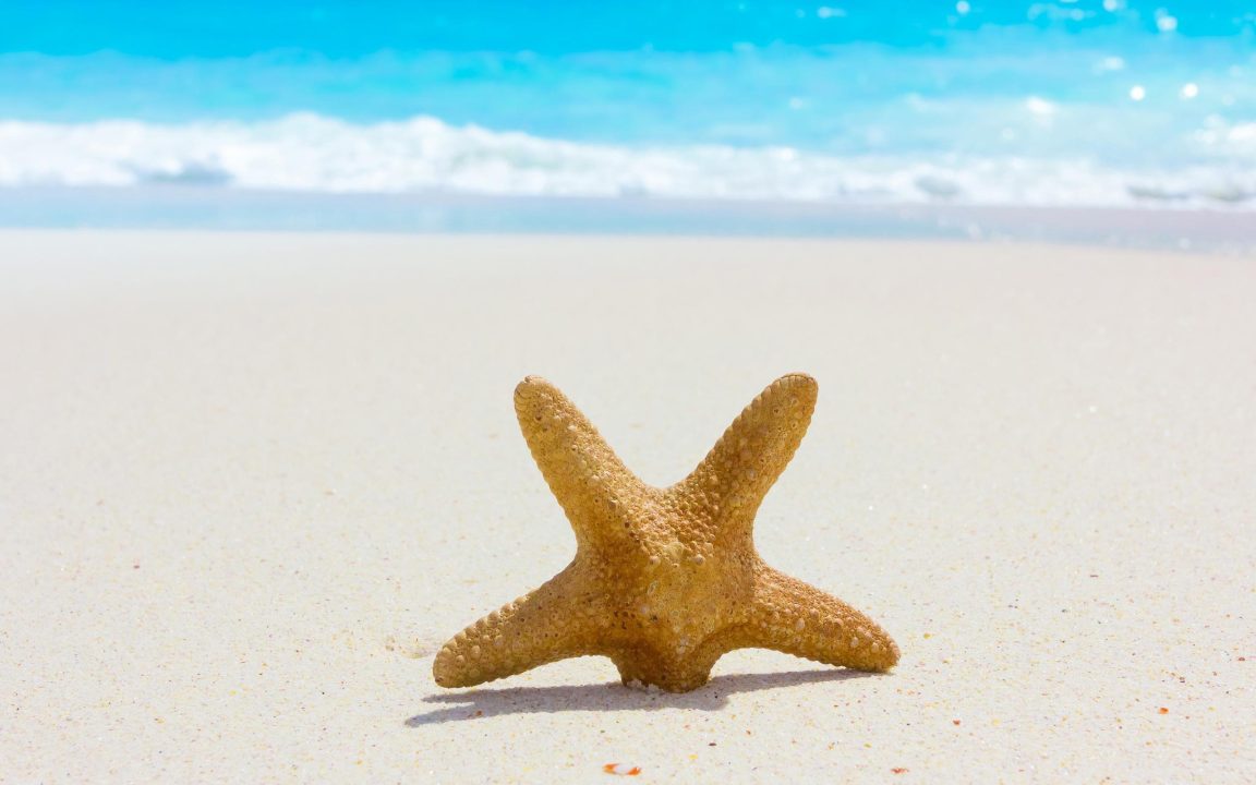 Starfish Wallpapers 2