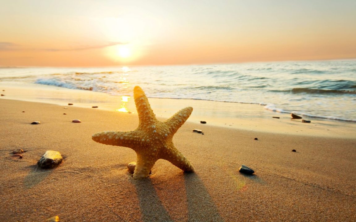 Starfish Wallpapers 4