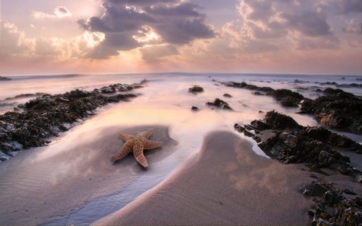 Starfish Wallpapers 5