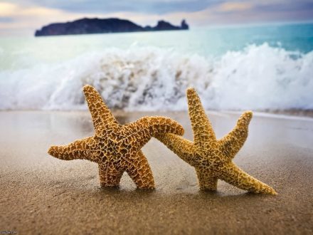 Starfish Wallpapers 6