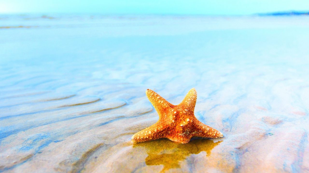 Starfish Wallpapers for Desktop