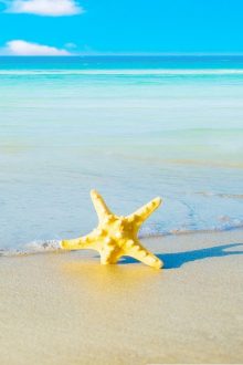 Starfish iphone Background images