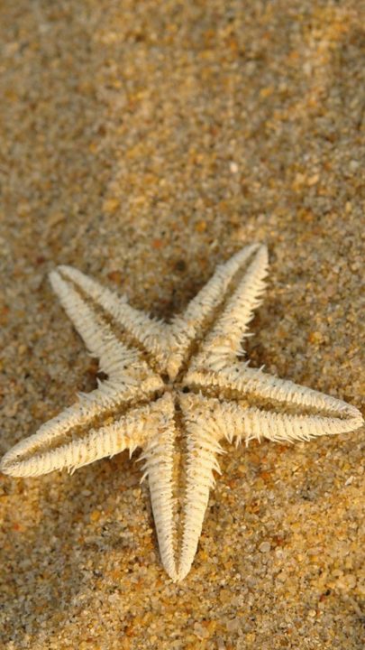 Starfish iphone Wallpapers