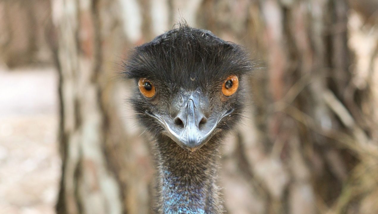 Emu