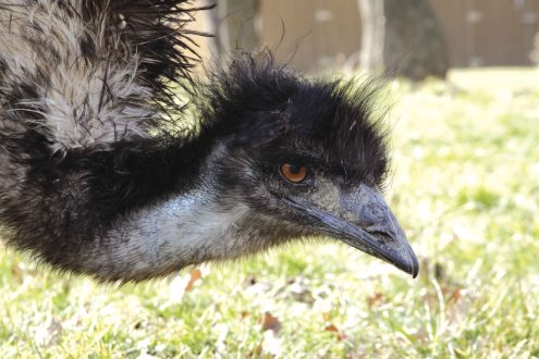 Emu Background images
