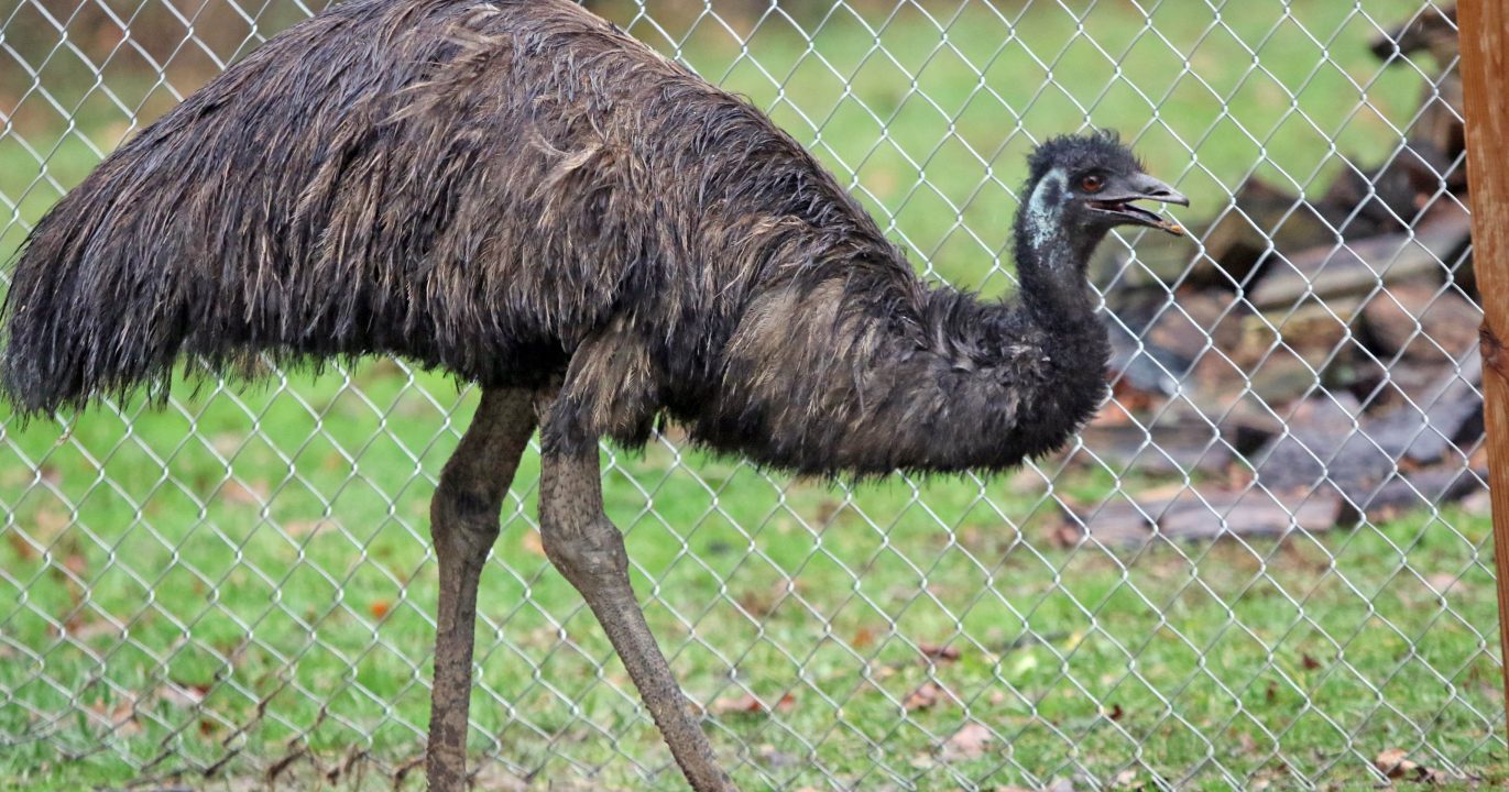 Emu Desktop