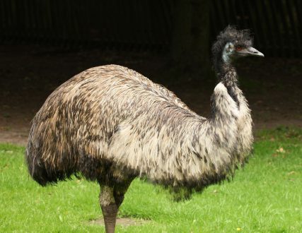 Emu Gallery