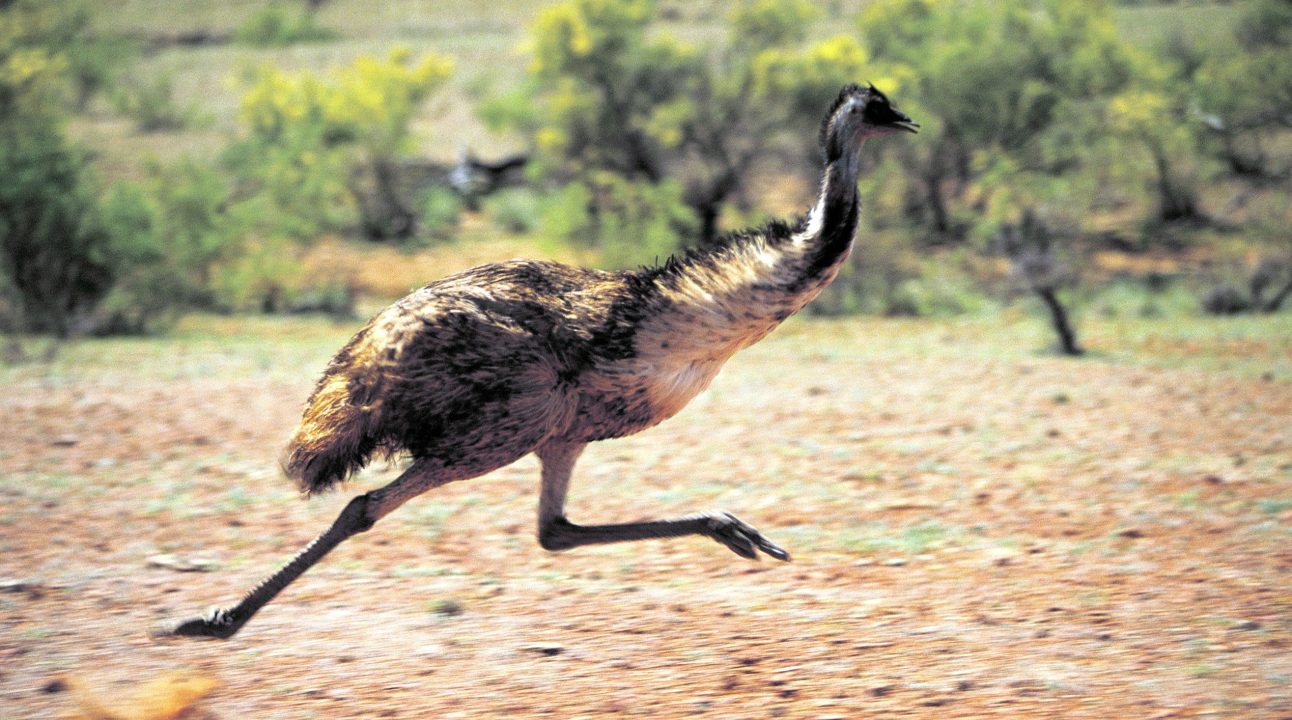 Emu Laptop Wallpapers