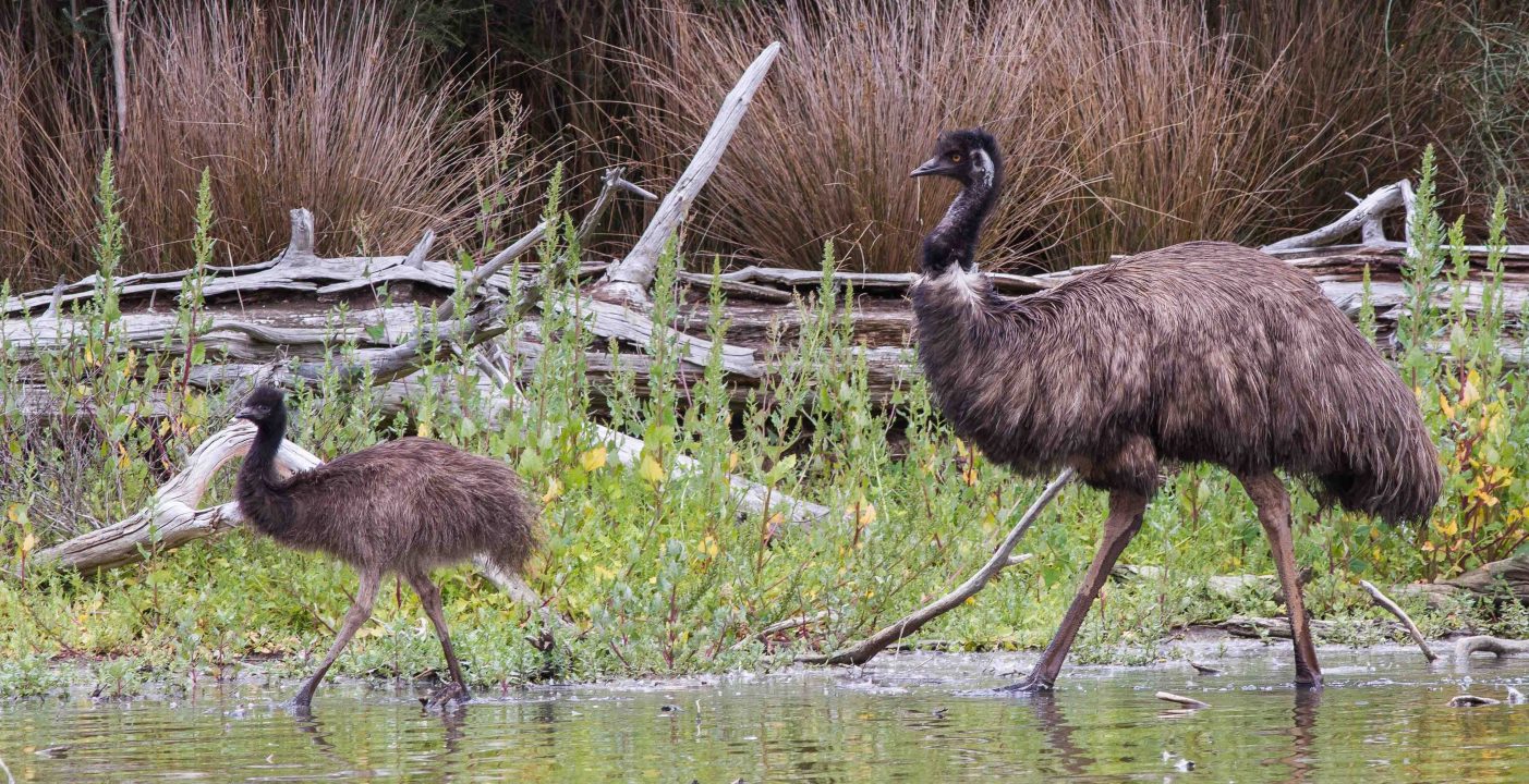 Emu Photos