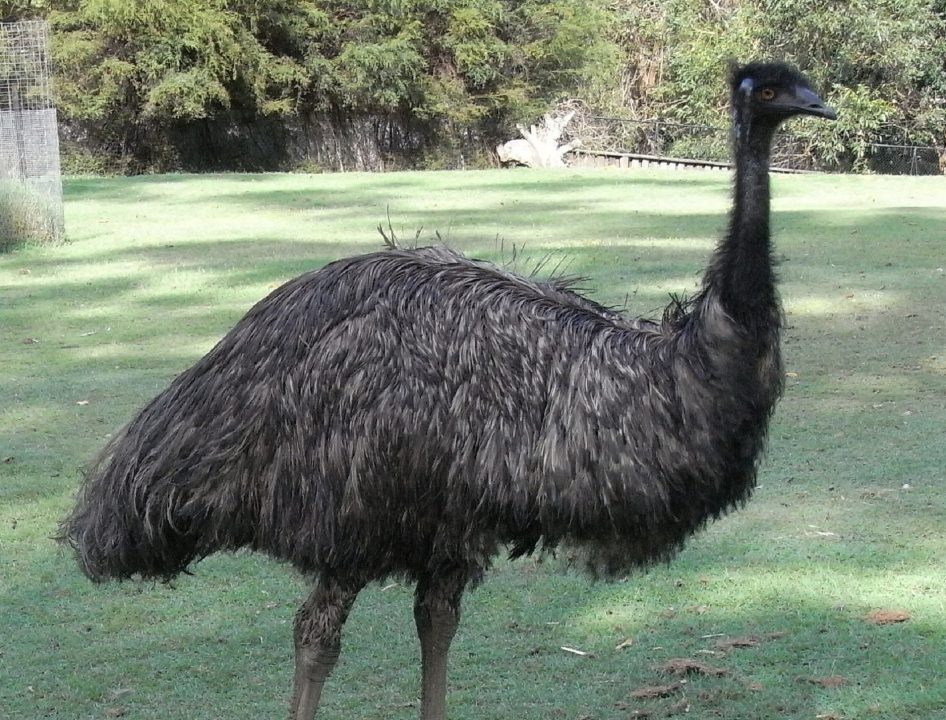 Emu Pics