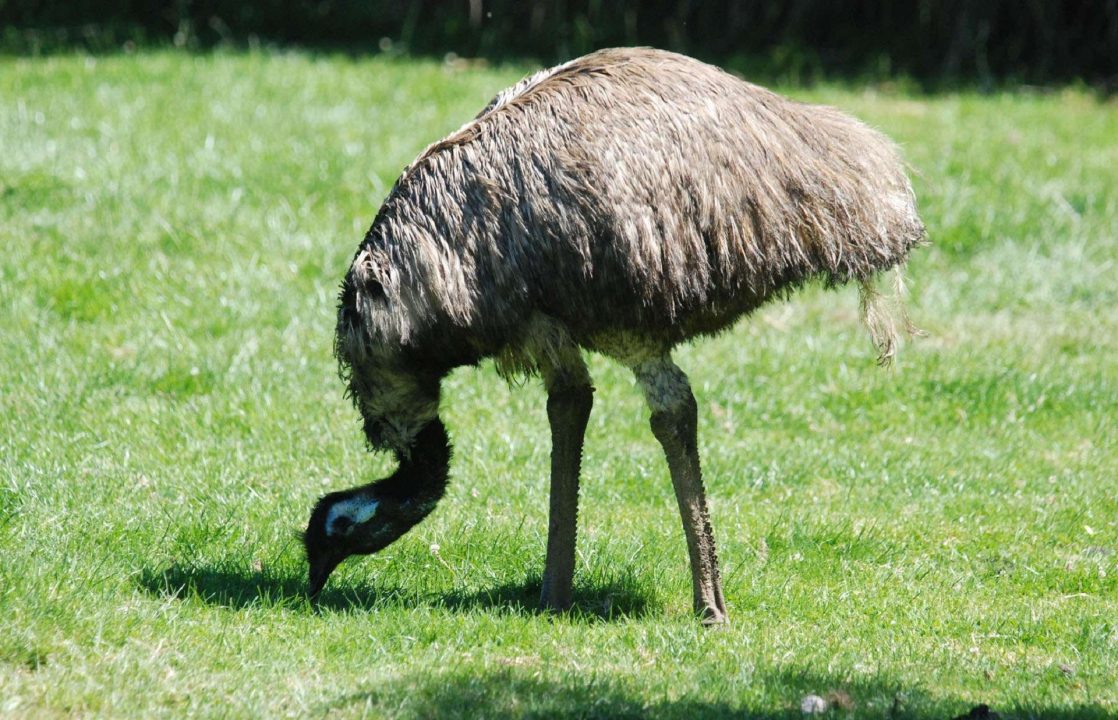 Emu Pictures
