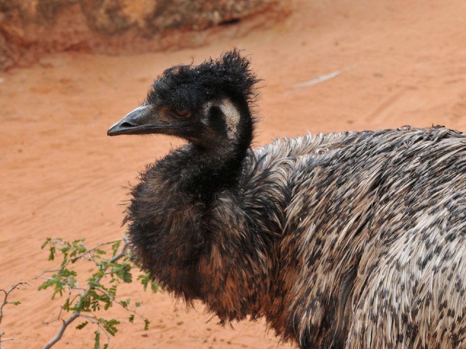 Emu Wallpapers