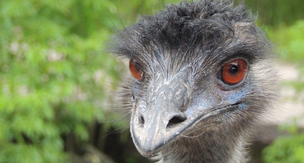 Emu images