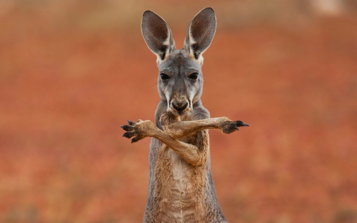 Kangaroo