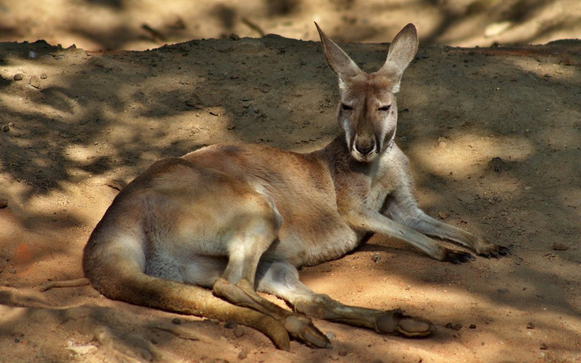 Kangaroo 3