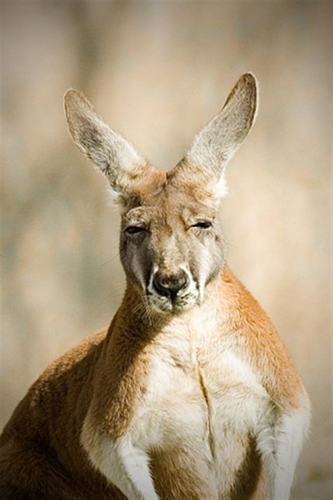 Kangaroo Android Wallpapers