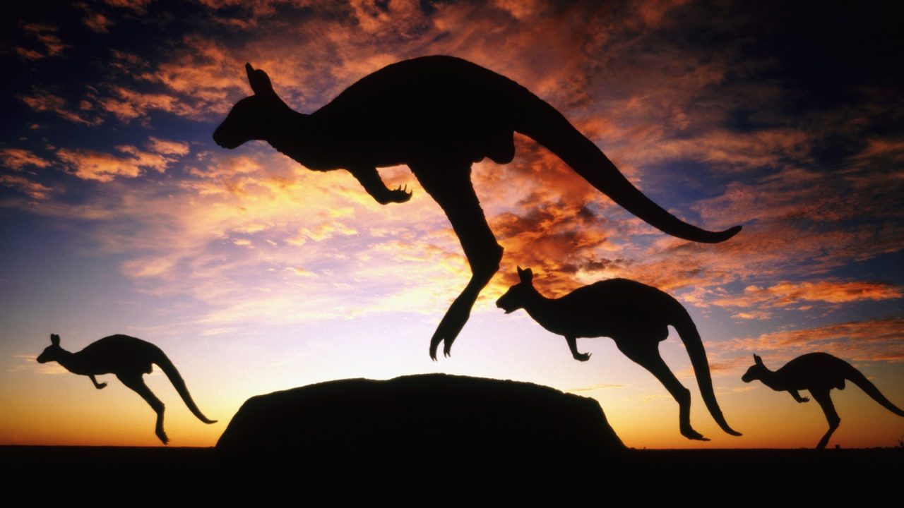 Kangaroo Background Wallpapers