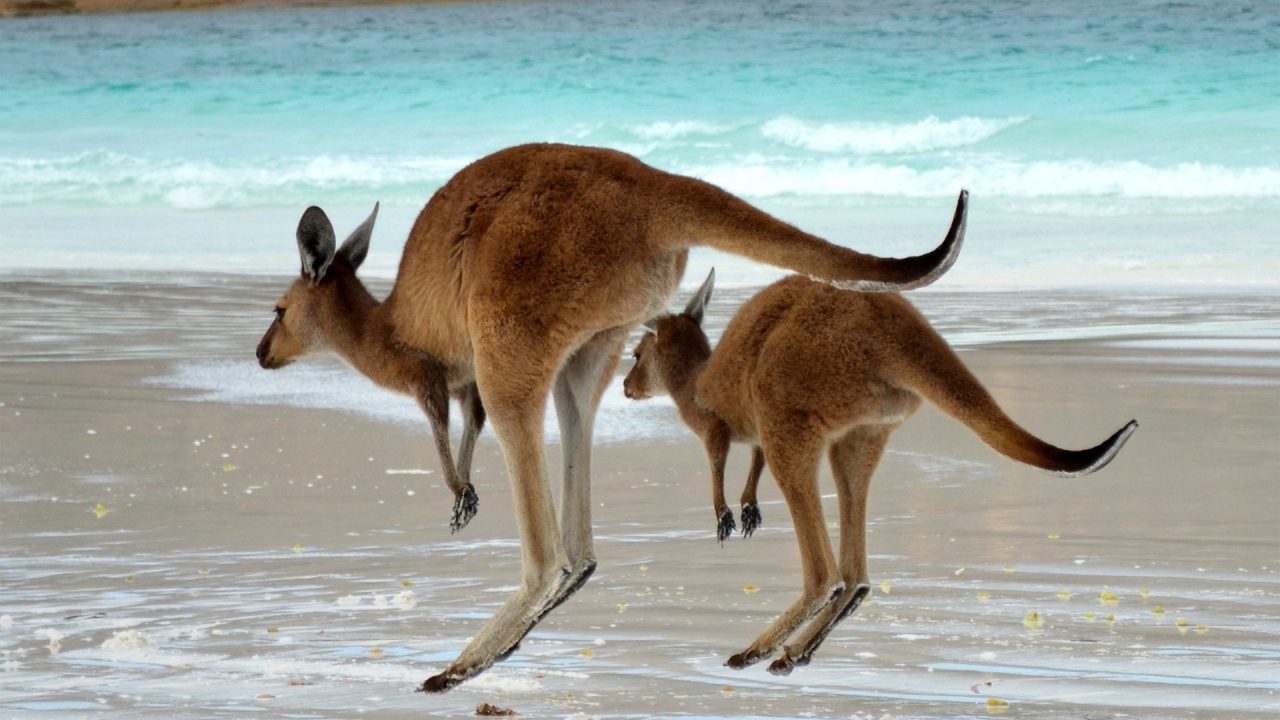 Kangaroo Computer Wallpapers