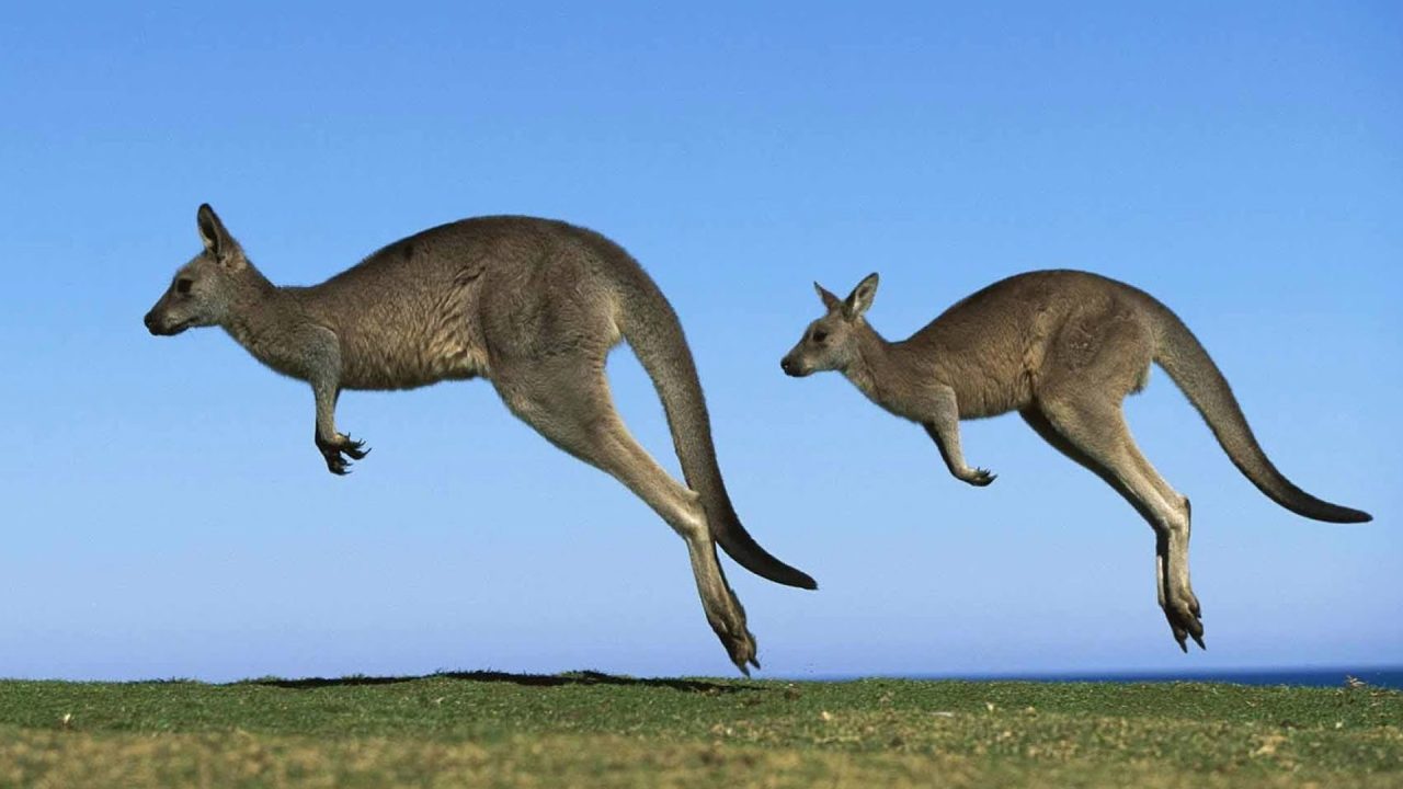 Kangaroo Desktop