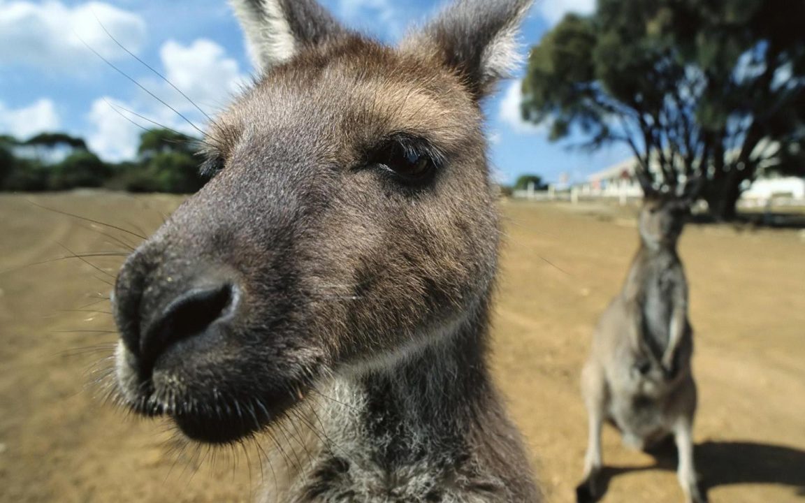 Kangaroo Desktop images