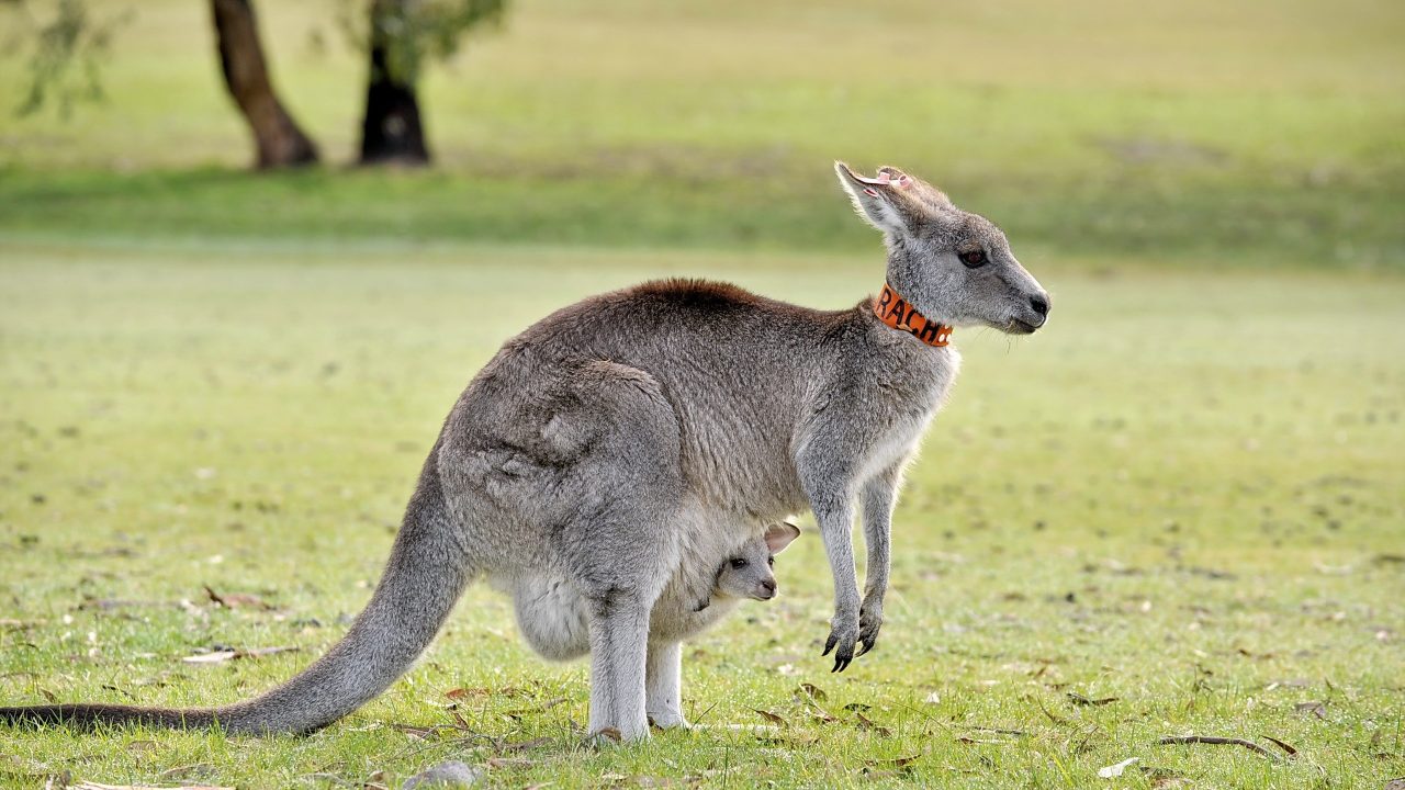 Kangaroo HD